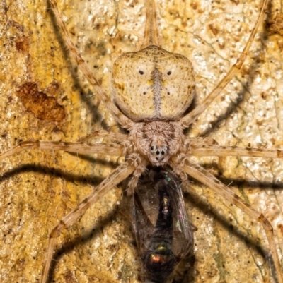 Tamopsis sp. (genus) (Two-tailed spider) at Acton, ACT - 12 Jan 2022 by MarkT