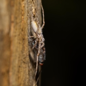 Tamopsis sp. (genus) at Acton, ACT - 12 Jan 2022