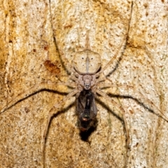 Tamopsis sp. (genus) at Acton, ACT - 12 Jan 2022