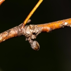 Dolophones turrigera (Turret spider) at Acton, ACT - 12 Jan 2022 by MarkT