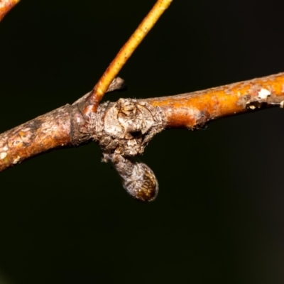 Dolophones turrigera (Turret spider) at Acton, ACT - 12 Jan 2022 by MarkT