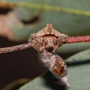 Dolophones turrigera at Acton, ACT - suppressed