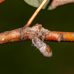 Dolophones turrigera at Acton, ACT - suppressed