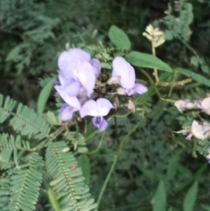 Glycine tabacina at Corang, NSW - 20 Jan 2022 06:50 PM