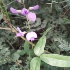 Glycine tabacina at Corang, NSW - 20 Jan 2022 06:50 PM