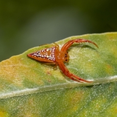 Arkys walckenaeri (Triangle spider) at Acton, ACT - 12 Jan 2022 by MarkT