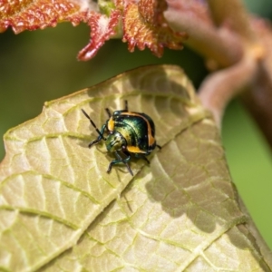 Scutiphora pedicellata at Acton, ACT - suppressed