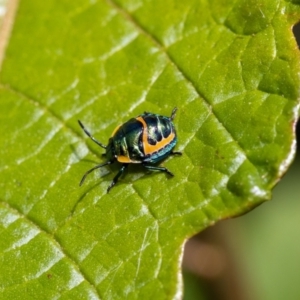 Scutiphora pedicellata at Acton, ACT - suppressed