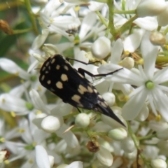 Mordella dumbrelli (Dumbrell's Pintail Beetle) at Jerrabomberra Wetlands - 13 Jan 2022 by Christine