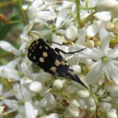 Mordella dumbrelli (Dumbrell's Pintail Beetle) at Fyshwick, ACT - 13 Jan 2022 by Christine