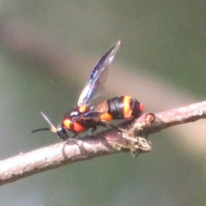 Pterygophorus cinctus at Flynn, ACT - 15 Jan 2022