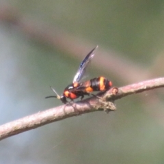 Pterygophorus cinctus at Flynn, ACT - 15 Jan 2022 06:09 PM