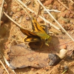 Ocybadistes walkeri (Green Grass-dart) at Harrington Park, NSW - 9 Jan 2022 by Christine