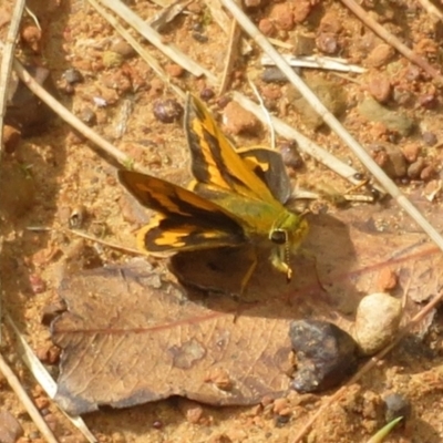 Ocybadistes walkeri (Green Grass-dart) at Harrington Park, NSW - 9 Jan 2022 by Christine