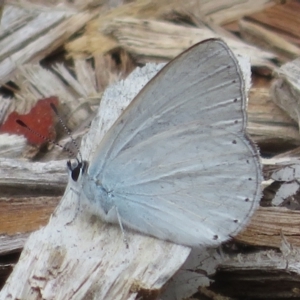 Candalides heathi at Mount Annan, NSW - 10 Jan 2022