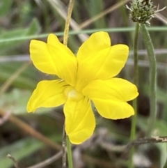 Goodenia pinnatifida (Scrambled Eggs) at Yarrow, NSW - 20 Jan 2022 by SteveBorkowskis