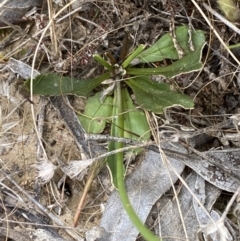 Goodenia pinnatifida at Yarrow, NSW - 20 Jan 2022