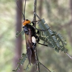 Callibracon capitator (White Flank Black Braconid Wasp) at Yarrow, NSW - 20 Jan 2022 by Steve_Bok