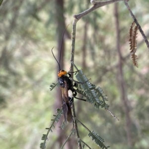 Callibracon capitator at Yarrow, NSW - 20 Jan 2022