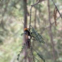 Callibracon capitator at Yarrow, NSW - 20 Jan 2022