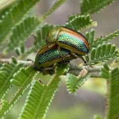 Calomela parilis (Leaf beetle) at Googong Foreshore - 20 Jan 2022 by SteveBorkowskis