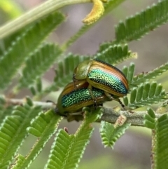 Calomela parilis at Yarrow, NSW - 20 Jan 2022