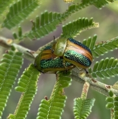 Calomela parilis at Yarrow, NSW - 20 Jan 2022