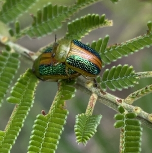 Calomela parilis at Yarrow, NSW - 20 Jan 2022