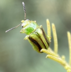 Calomela vittata (Acacia leaf beetle) at Yarrow, NSW - 20 Jan 2022 by SteveBorkowskis