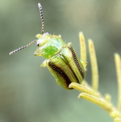 Calomela vittata (Acacia leaf beetle) at Yarrow, NSW - 20 Jan 2022 by SteveBorkowskis