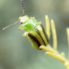 Calomela vittata at Yarrow, NSW - 20 Jan 2022