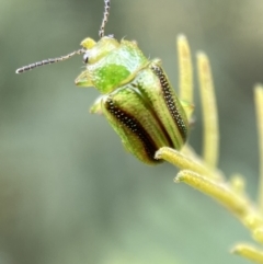 Calomela vittata at Yarrow, NSW - 20 Jan 2022