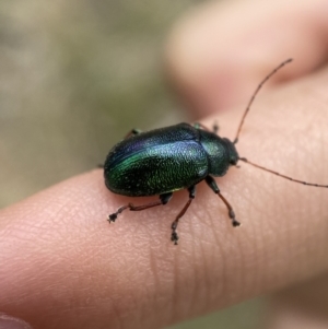 Edusella sp. (genus) at Yarrow, NSW - 20 Jan 2022