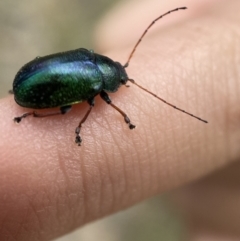 Edusella sp. (genus) at Yarrow, NSW - 20 Jan 2022