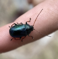 Edusella sp. (genus) at Yarrow, NSW - 20 Jan 2022