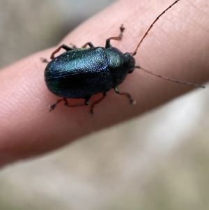 Edusella sp. (genus) at Yarrow, NSW - 20 Jan 2022