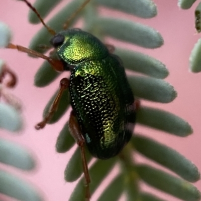 Edusella sp. (genus) (A leaf beetle) at Googong Foreshore - 20 Jan 2022 by Steve_Bok