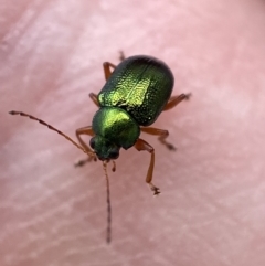 Edusella sp. (genus) at Yarrow, NSW - 20 Jan 2022