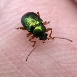 Edusella sp. (genus) at Yarrow, NSW - 20 Jan 2022