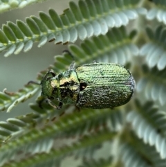 Diphucephala sp. (genus) (Green Scarab Beetle) at Googong Foreshore - 20 Jan 2022 by SteveBorkowskis