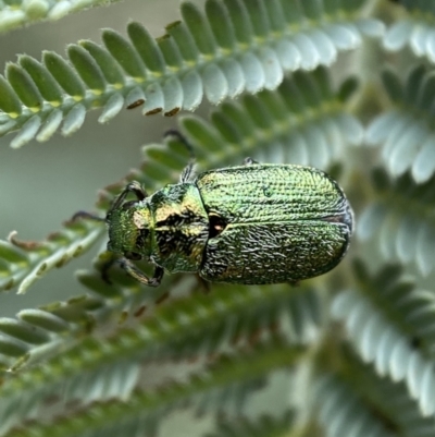 Diphucephala sp. (genus) (Green Scarab Beetle) at Googong Foreshore - 20 Jan 2022 by SteveBorkowskis