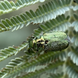 Diphucephala sp. (genus) at Yarrow, NSW - 20 Jan 2022