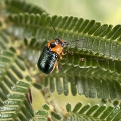 Aporocera (Aporocera) consors (A leaf beetle) at Googong Foreshore - 20 Jan 2022 by SteveBorkowskis