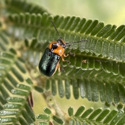 Aporocera (Aporocera) consors (A leaf beetle) at Googong Foreshore - 20 Jan 2022 by Steve_Bok