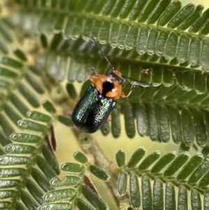 Aporocera (Aporocera) consors at Yarrow, NSW - 20 Jan 2022