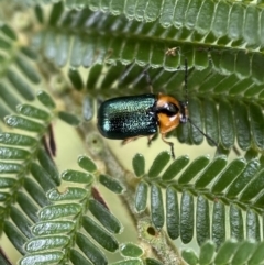 Aporocera (Aporocera) consors at Yarrow, NSW - 20 Jan 2022