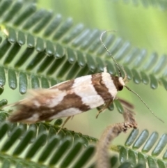 Macrobathra desmotoma ( A Cosmet moth) at Yarrow, NSW - 20 Jan 2022 by SteveBorkowskis