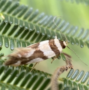 Macrobathra desmotoma at Yarrow, NSW - 20 Jan 2022