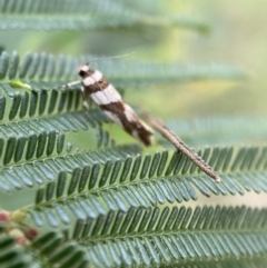 Macrobathra desmotoma at Yarrow, NSW - 20 Jan 2022