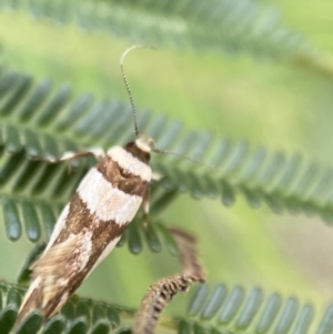 Macrobathra desmotoma at Yarrow, NSW - 20 Jan 2022